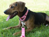 Picture of Country Brook Petz Martingale Dog Collar - Heavy-Duty Training Collar with No Buckle - Service Dog Collar for All Pups - Vibrant, Colorful Collection (Pink, 1 Inch, Medium)
