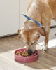 Picture of LE TAUCI Slow Feeder Dog Bowls Ceramic, 3 Cups Slow Feeding Dog Bowl Medium Large Breed, Maze Dog Bowl for Fast Eaters, Dog Dishes to Slow Down Eating, Puzzle Dog Food Bowl, Dog Maze Bowl, BloomPink