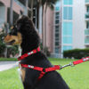 Picture of Pawtitas Solid Color Step in Dog Harness or Vest Harness Dog Training Walking of Your Puppy Harness Small Dog Harness Orange Dog Harness