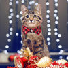 Picture of ADOGGYGO Christmas Cat Collars Breakaway with Bow Tie Bell, 2 Pack Xmas Cat Formal Tuxedo Collar with Removable Shirt Collar, Red Green Plaid Cat Christmas Collars for Cats (7.5"- 10.5", Shirt Collar)