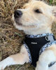 Picture of Petank Medium Dog Harness (Black) - Jacquard Fabric, Velcro - Easy Walk Harness for Training, Running, Walking - Reflective Strip - Size M - Dogs of Various Breeds & Sizes