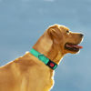 Picture of Taglory Reflective Dog Collar with Safety Locking Buckle, Adjustable Nylon Pet Collars for Extra Large Dogs Female Male, Turquoise, XL