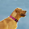 Picture of Taglory Reflective Dog Collar with Safety Locking Buckle, Adjustable Nylon Pet Collars for Medium Dogs Female Male, Hot Pink, M