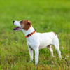 Picture of Taglory Reflective Dog Collar with Safety Locking Buckle, Adjustable Nylon Pet Collars for Small Dogs Female Male, S, Orange