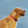 Picture of Taglory Reflective Dog Collar with Safety Locking Buckle, Adjustable Nylon Pet Collars for Extra Large Dogs Female Male, Orange, XL