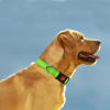 Picture of Taglory Reflective Dog Collar with Safety Locking Buckle, Adjustable Nylon Pet Collars for Extra Large Dogs Female Male, Green, XL