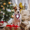 Picture of ADOGGYGO Christmas Dog Tuxedo Bandana, Red Plaid Dog Chritstmas Collar with Bowtie Adjustable Dog Christmas Costume for X-Small Dogs Pets (XS, Christmas-2)