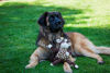 Picture of HuggleHounds Knotties Dog Toys For Small Dogs - Plush Dog Toy For Aggressive Chewers - Squeaky Interactive Puppy Toys - Soft Yet Tough, Durable Stuffed Pet Chew Toy For All Breedss | Small Giraffe