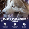 Picture of Devil Dog Pet Co. Split Elk Antlers for Dogs, 1 Pack, Extra Large 7”+, Grade A Long Lasting Dog Bones for Aggressive Chewers, Premium USA Naturally Shed Antler Dog Chew - No Odor, Dog Antler Chews
