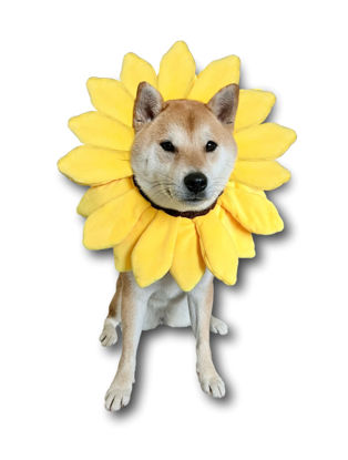 Picture of ComfyCamper Sunflower Dog Costume for Small Medium Large Dog Puppy Puppies Cat Kitten - Cute Head Flower Headband Outfits - Collar Cone Costume Hat Sombrero Outfit Pet Cosplay Halloween (Large)