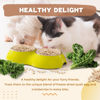 Picture of Dancing Tail Freeze Dried Chicken & Kale Cube Cat & Dog Treats Biscuits, Dehydrated High Protein Weight Control Traing Treats for Small Dogs Cats 1.8 Ounce
