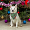 Picture of ADOGGYGO Christmas Dog Bandanas 2 Pack, Red Green Plaid Dog Christmas Scarf Bib, Multiple Sizes Offered, Christmas Bandanas for Small Dogs Pets (Small, Christmas)