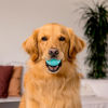 Picture of Playology Squeaky Chew Ball for Dogs | Engaging All-Natural Peanut Butter Scented Dog Toy for Large to X-Large Dogs 50lbs & up | Squeak, Bounce, Fetch, and Play!