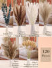 Picture of xin's convey 120 PCS Dried Pampas Grass, Dried Flowers, Reed Grass Bouquet for Bohemian Flowers Home Table Wedding Decoration, Rustic Farmhour.(Light Brown)