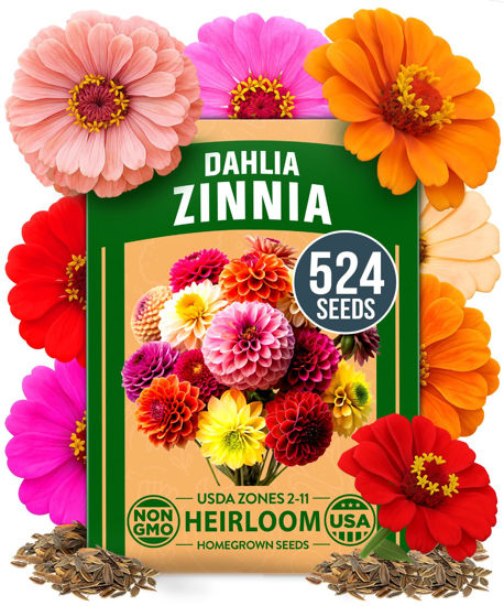 Picture of HOME GROWN Zinnia Dahlia Seeds Pack for 2026 Non GMO 524 Flower Seeds | Vibrant Zinnia Elegans for Pollinator Gardens, Borders & Containers | Easy-to-Grow Outdoor Blooms