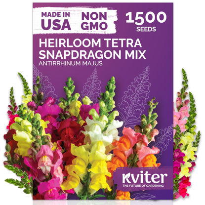 Picture of KVITER 1,500 Tetra Mix Snapdragon seeds (Antirrhinum Majus) - Heirloom & Organic Tall Snap Dragon Mix, Annual Flower Garden seeds, Cut Flower Seeds for Planting - Ideal for Outdoor Garden & Containers