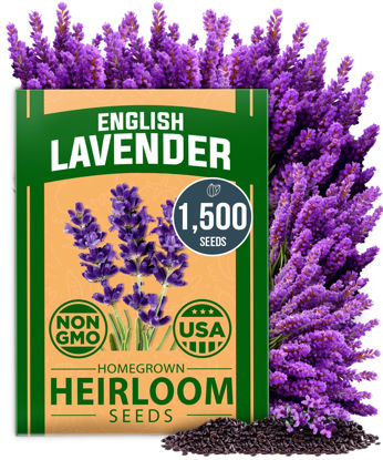 Picture of HOME GROWN Non GMO English Lavender Seeds 1,500+ Wildflower Seed for Planting Indoor/Outdoor, High Germination, Plant Flower Seeds (Lavandula antustifolia)