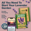 Picture of HOME GROWN Non GMO English Lavender Seeds 1,500+ Wildflower Seed for Planting Indoor/Outdoor, High Germination, Plant Flower Seeds (Lavandula antustifolia)