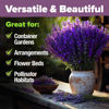 Picture of HOME GROWN Non GMO English Lavender Seeds 1,500+ Wildflower Seed for Planting Indoor/Outdoor, High Germination, Plant Flower Seeds (Lavandula antustifolia)