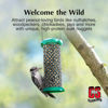 Picture of C&S Wild Bird Peanut Suet Nuggets Mega Box, 8 Pounds